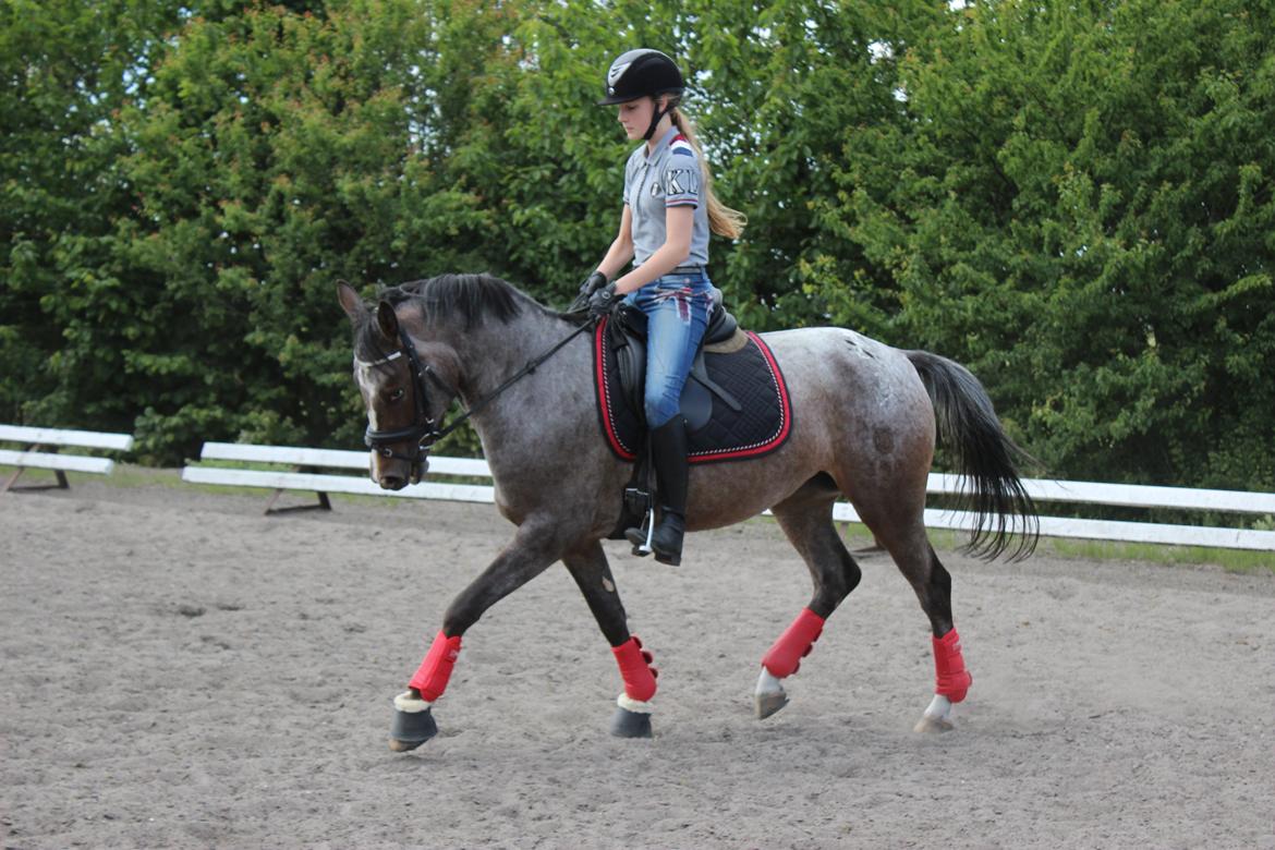 DSP Spotlight's Kira *LÅNE HEST* billede 13