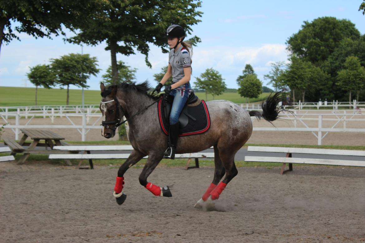 DSP Spotlight's Kira *LÅNE HEST* billede 9