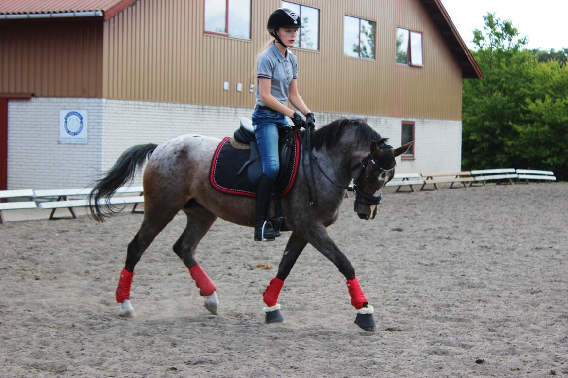 DSP Spotlight's Kira *LÅNE HEST* - Så fin <3 billede 5