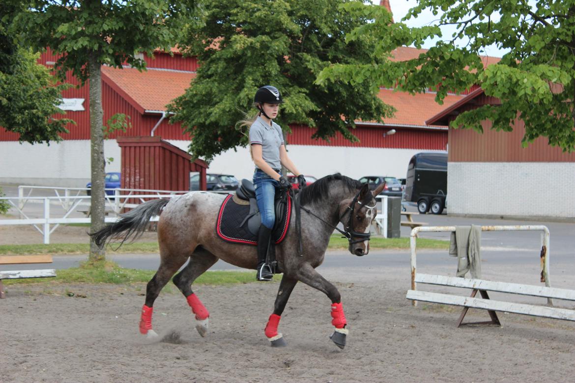 DSP Spotlight's Kira *LÅNE HEST* billede 15