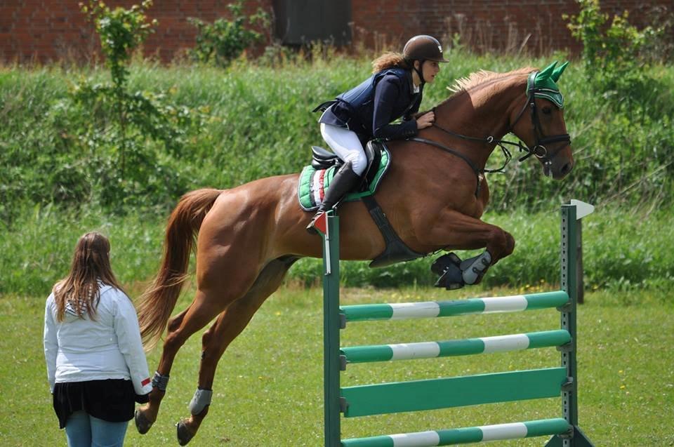Dansk Varmblod Elmegårdens Akan billede 19