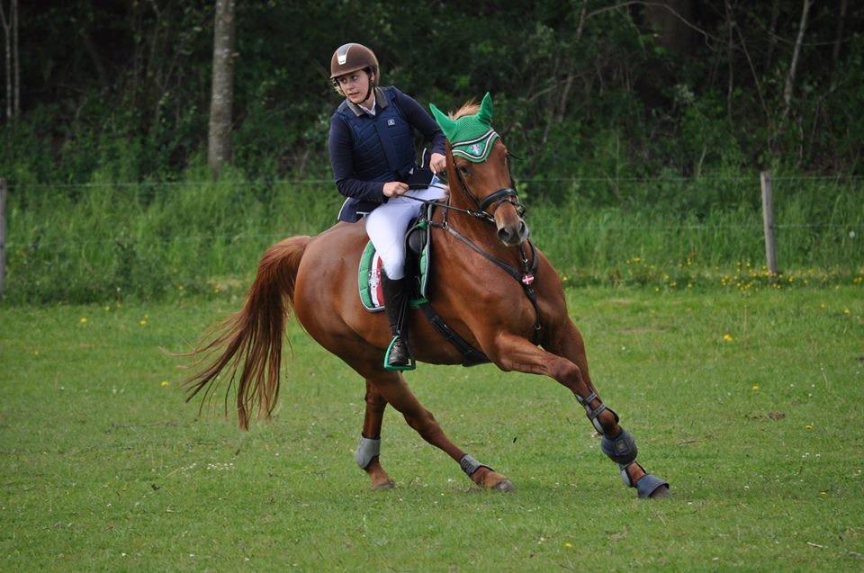 Dansk Varmblod Elmegårdens Akan billede 20