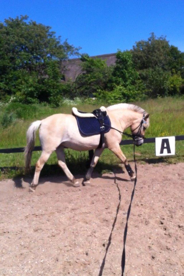 Fjordhest Mia HR - Den kære pony er så fin når vi longere! <3 billede 11