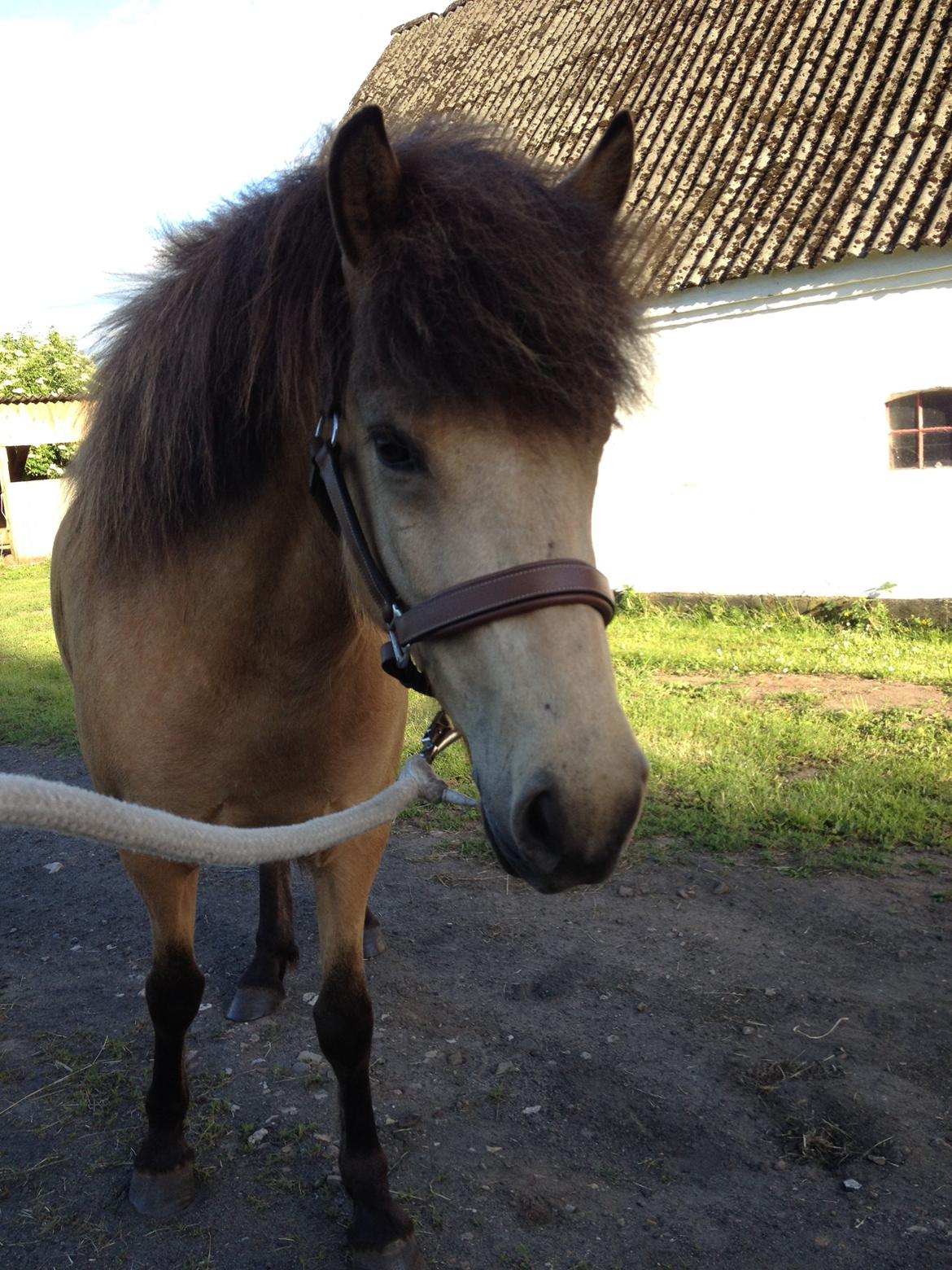 Islænder Disa fra Bøgvad billede 2