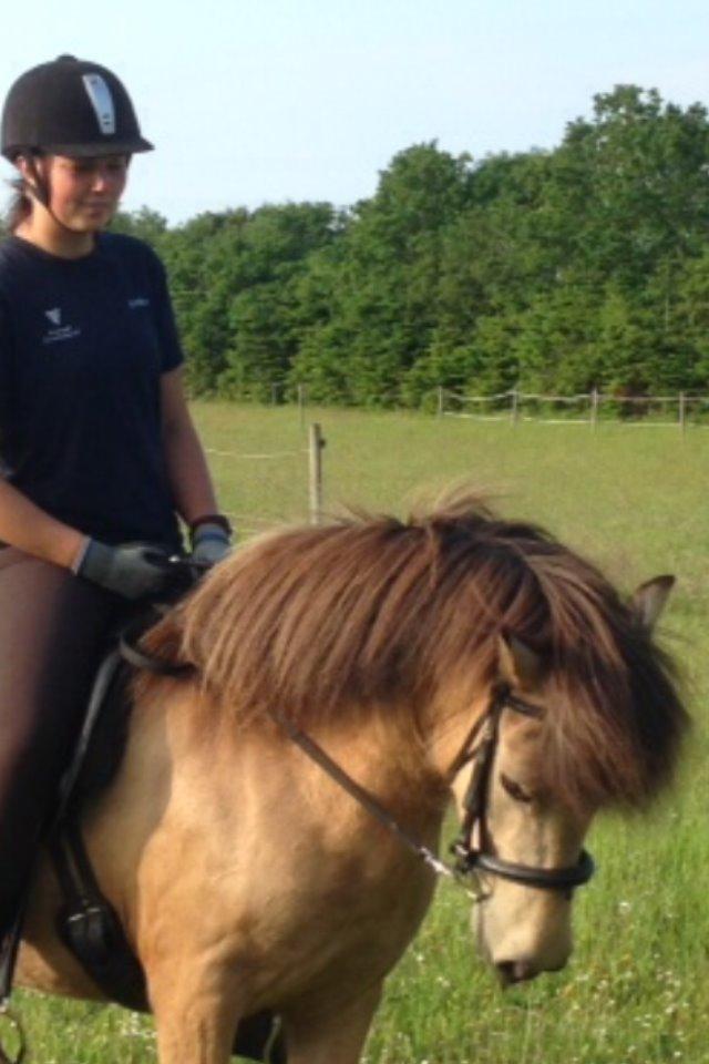 Islænder Disa fra Bøgvad billede 3