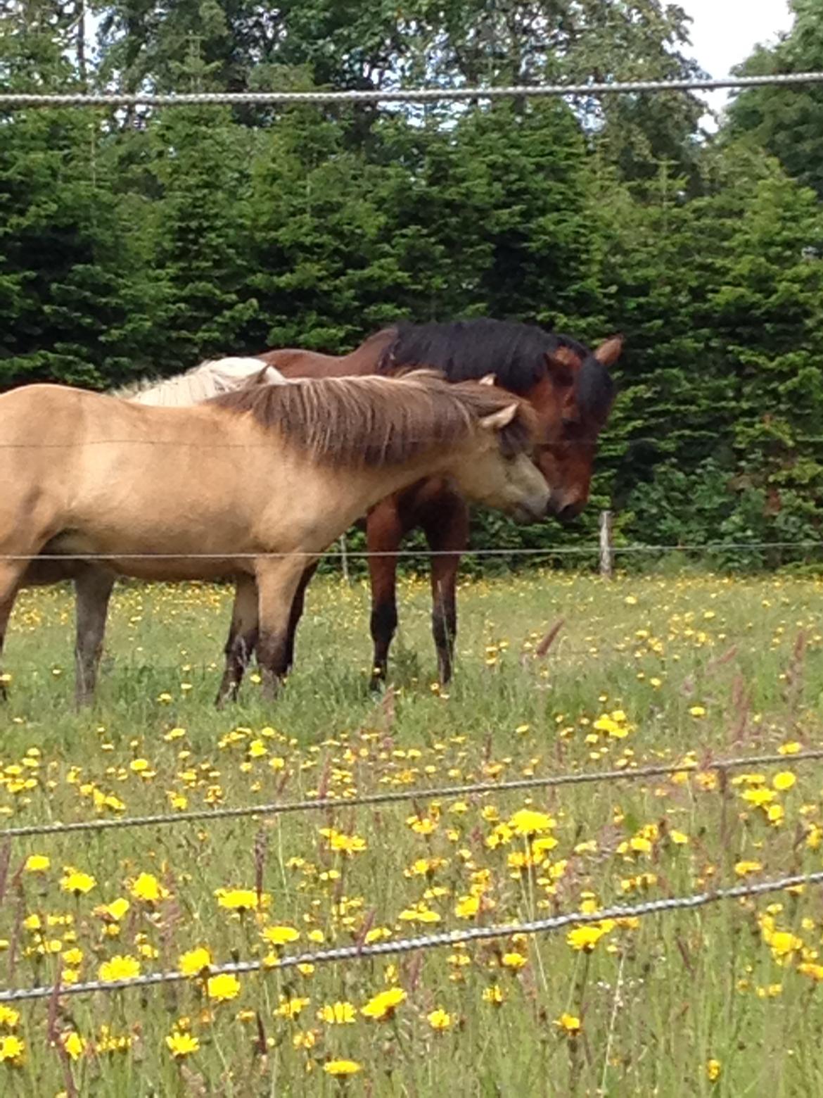 Islænder Disa fra Bøgvad billede 6