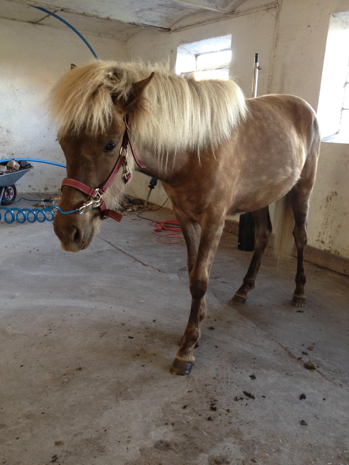 Islænder Hjarta fra Lundbækgård billede 3