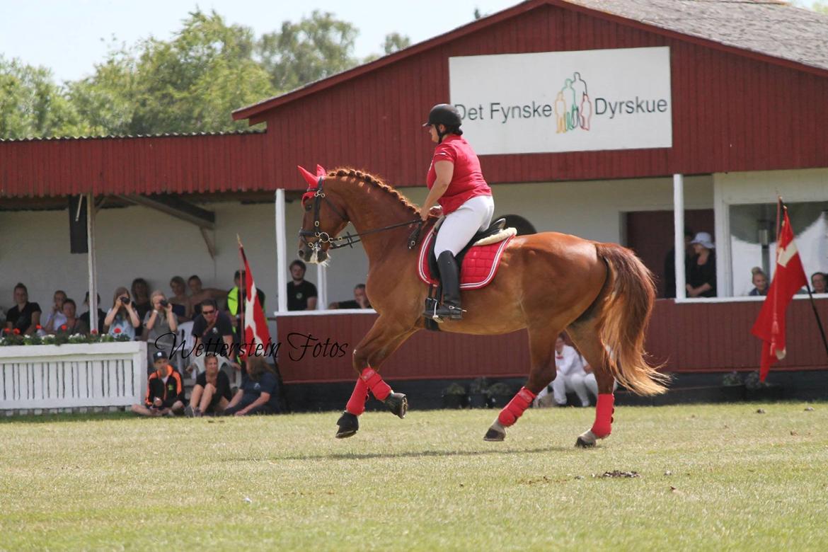 Frederiksborg Dandi Fuglebjerg billede 1