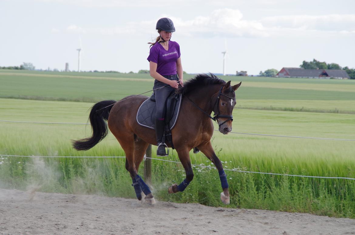 Anden særlig race Wilma - RF Foto. Hun bliver bedre og bedre :) billede 17