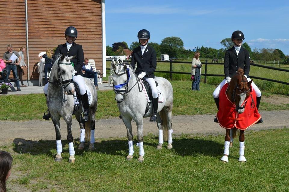 Anden særlig race Armani - B-pony - Kat. 2 til FM <3 billede 5