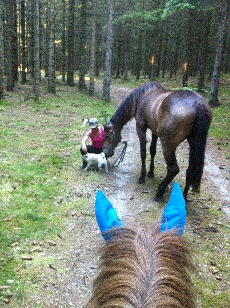 Anden særlig race Klitgaards Maximilian*R.I.P* - Juni 2014... Bobber elsker at komme ud og gå tur <3 billede 13