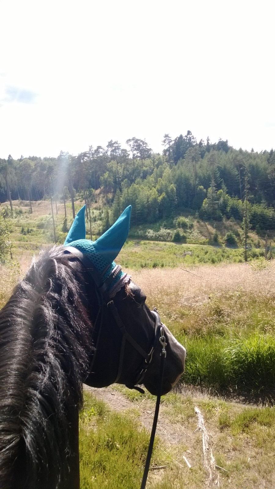 Anden særlig race Klitgaards Mr Big *R.I.P* - Fra skøn 10 km tur 14 Juni 2014 <3 billede 9