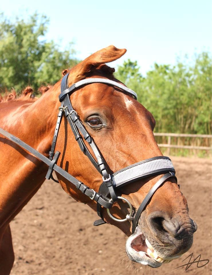 Dansk Varmblod Lucky ~ Lamaen ~ [Lånehest] billede 6