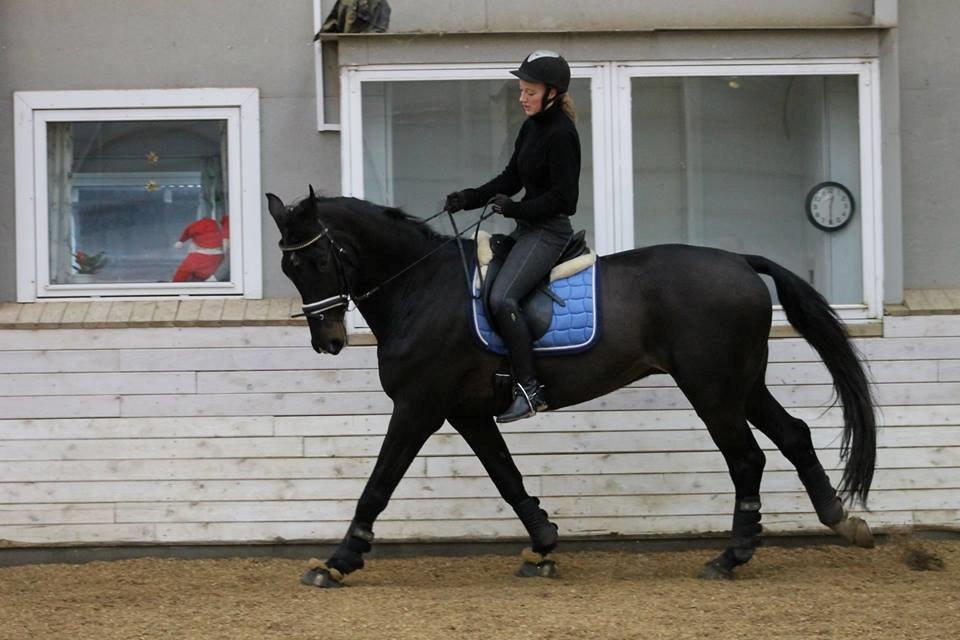 Tysk Oldenburger Depardu billede 6