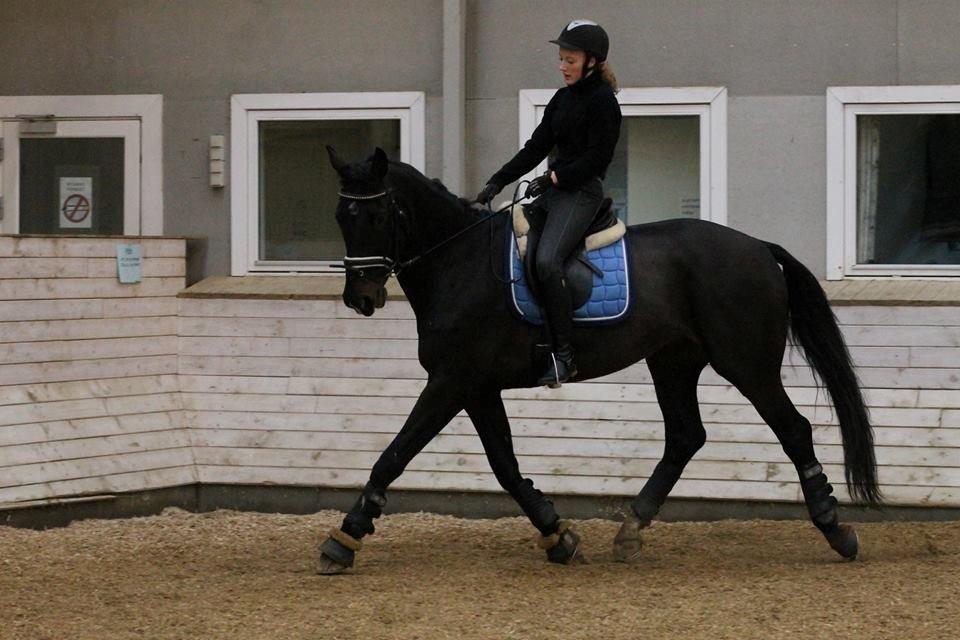 Tysk Oldenburger Depardu billede 7