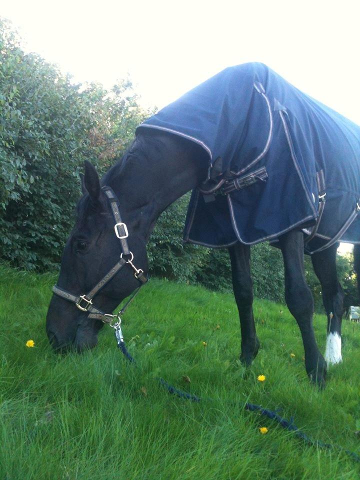 Tysk Oldenburger Depardu billede 5