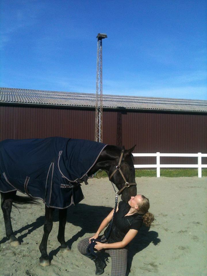 Tysk Oldenburger Depardu billede 9