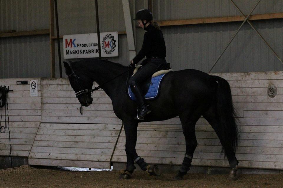 Tysk Oldenburger Depardu billede 8