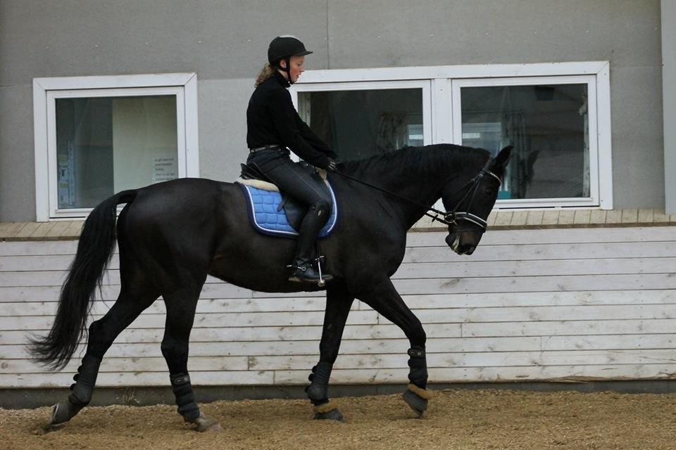 Tysk Oldenburger Depardu billede 11