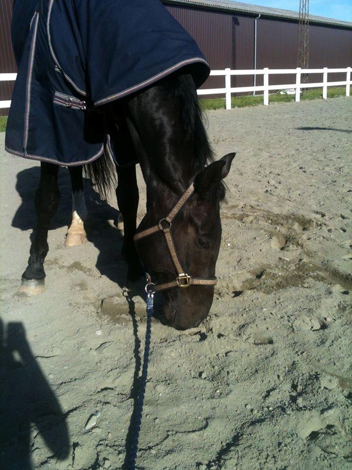 Tysk Oldenburger Depardu billede 12