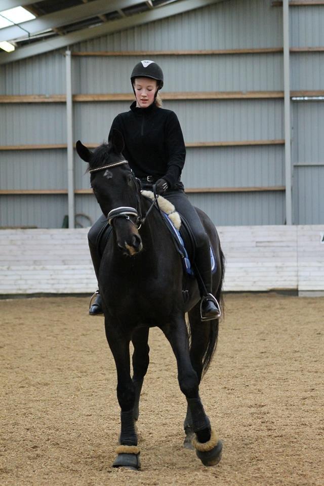 Tysk Oldenburger Depardu billede 10