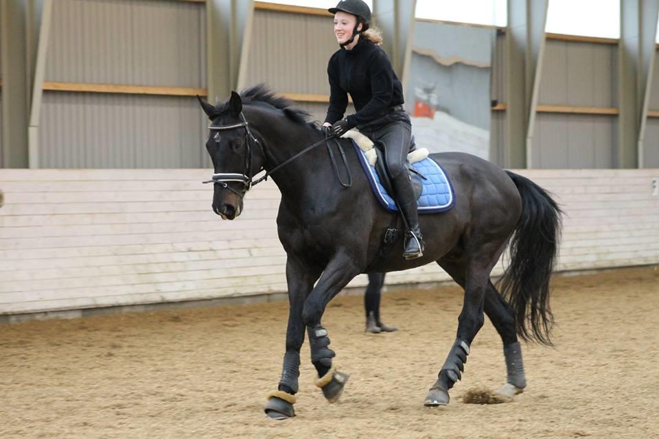 Tysk Oldenburger Depardu billede 14