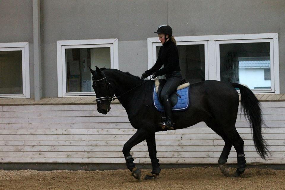 Tysk Oldenburger Depardu billede 15