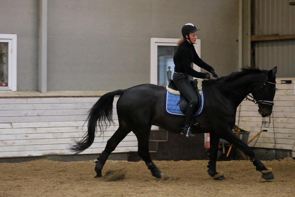 Tysk Oldenburger Depardu billede 17