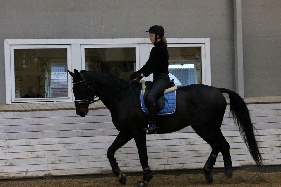 Tysk Oldenburger Depardu billede 18