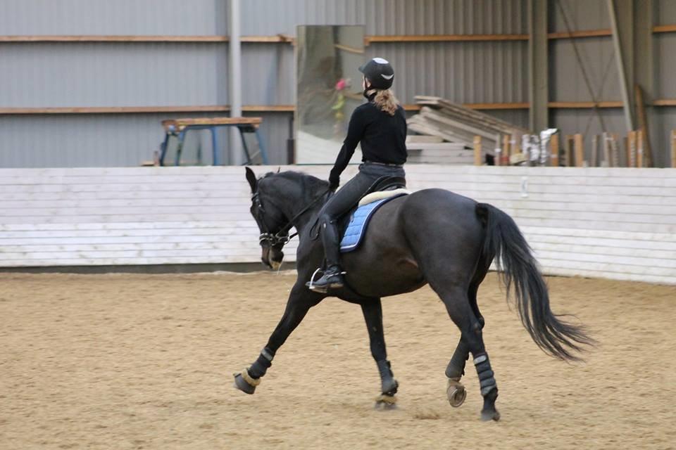 Tysk Oldenburger Depardu billede 20
