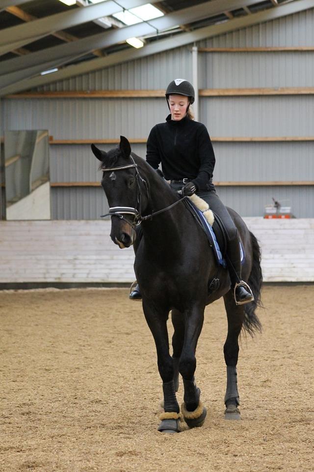 Tysk Oldenburger Depardu billede 19