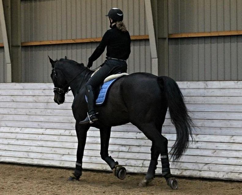 Tysk Oldenburger Depardu billede 2