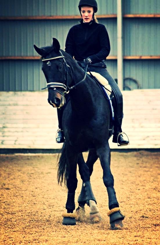 Tysk Oldenburger Depardu billede 3