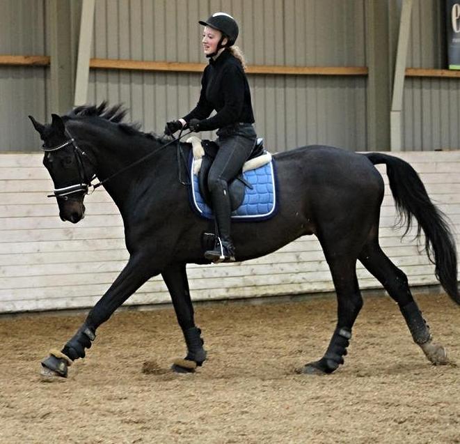 Tysk Oldenburger Depardu billede 4