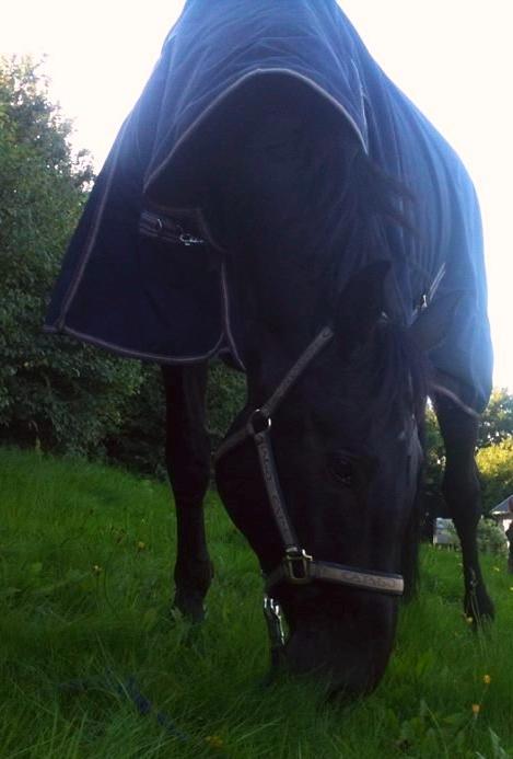 Tysk Oldenburger Depardu billede 16