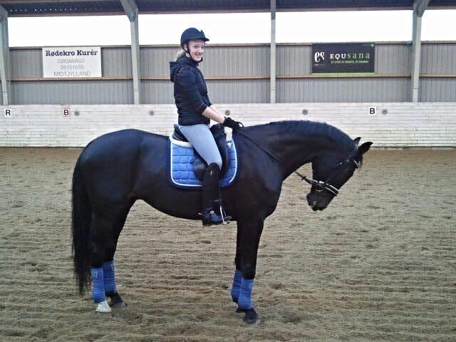 Tysk Oldenburger Depardu billede 1