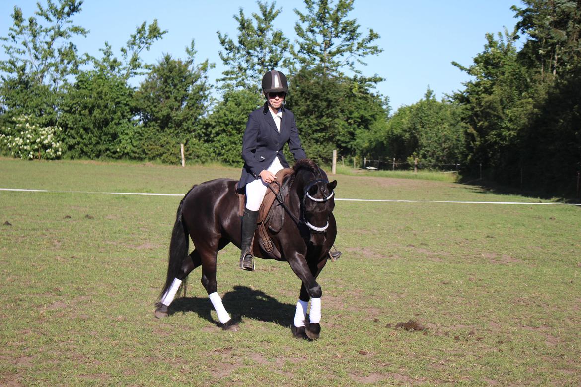 Anden særlig race Nala billede 8