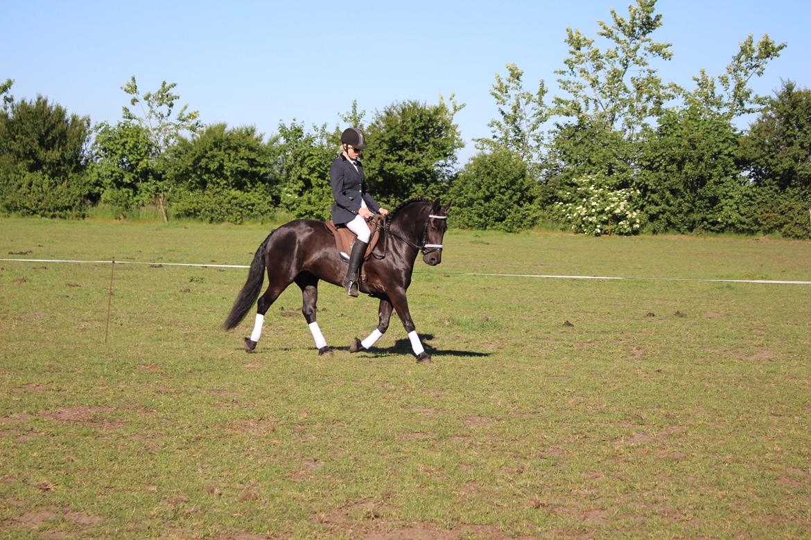 Anden særlig race Nala billede 9