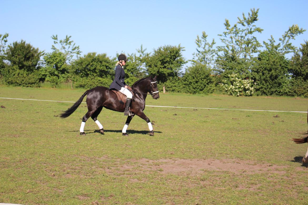 Anden særlig race Nala billede 11