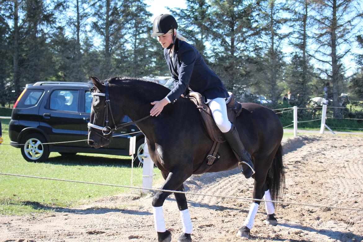 Anden særlig race Nala billede 13