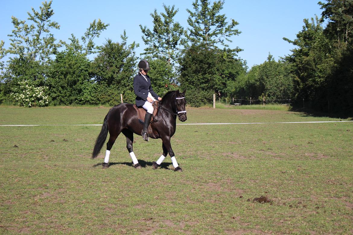 Anden særlig race Nala billede 10