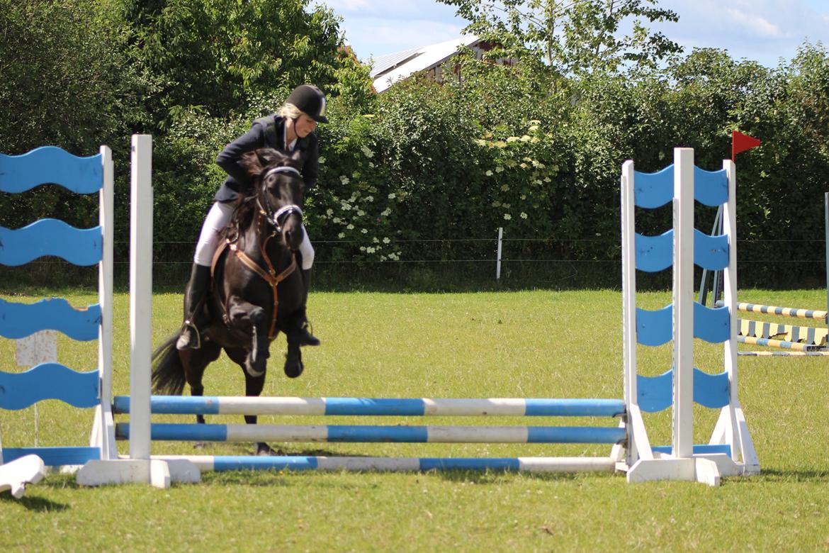 Anden særlig race Nala billede 18