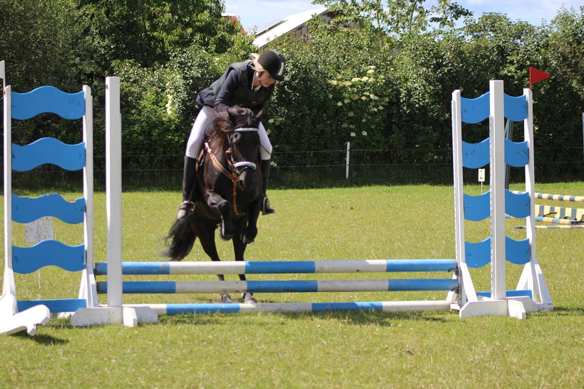 Anden særlig race Nala billede 19