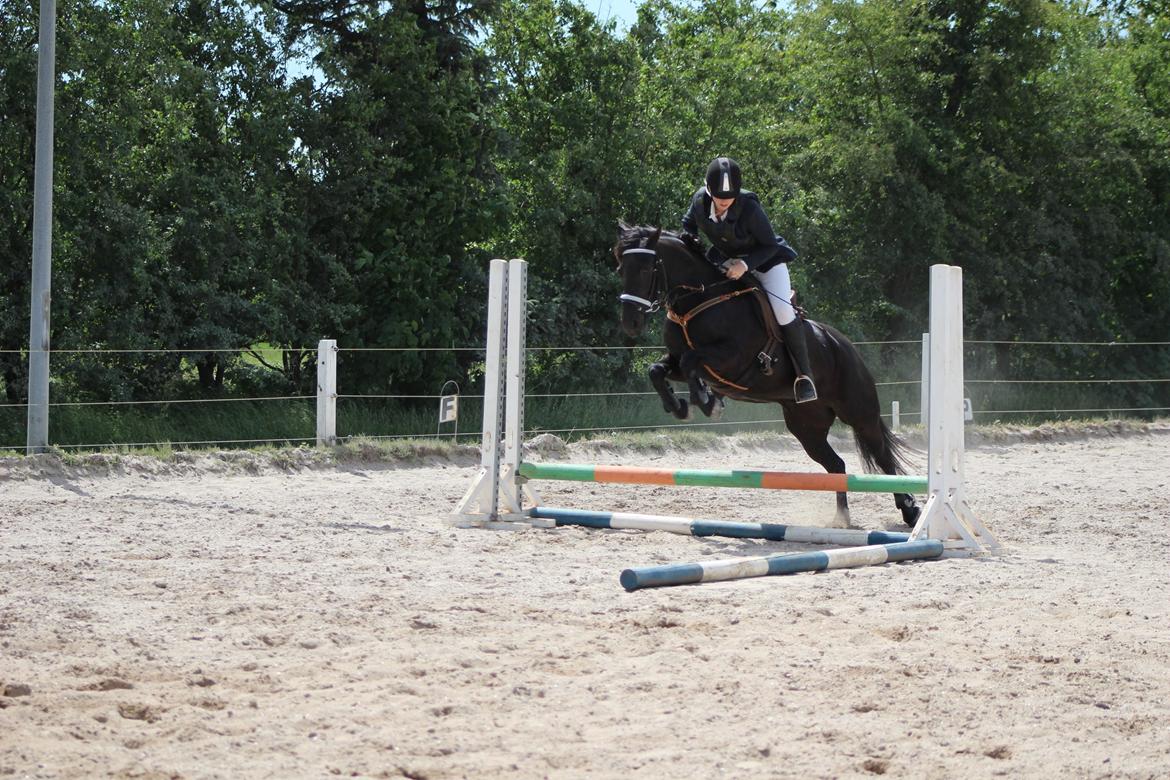 Anden særlig race Nala billede 15