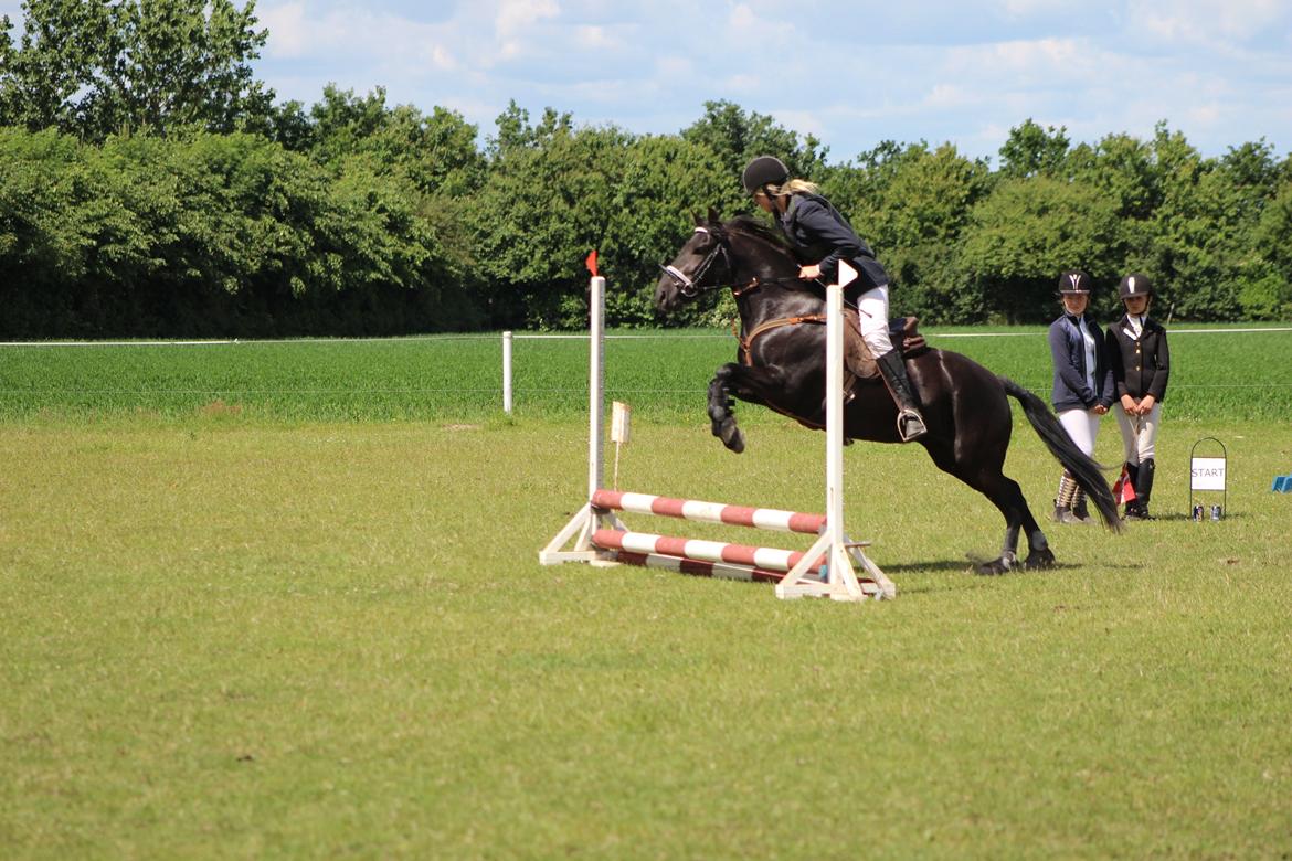 Anden særlig race Nala billede 17