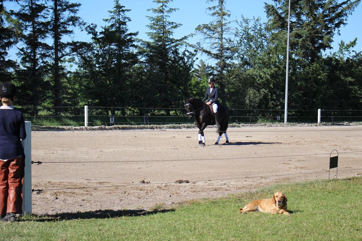 Anden særlig race Nala billede 12