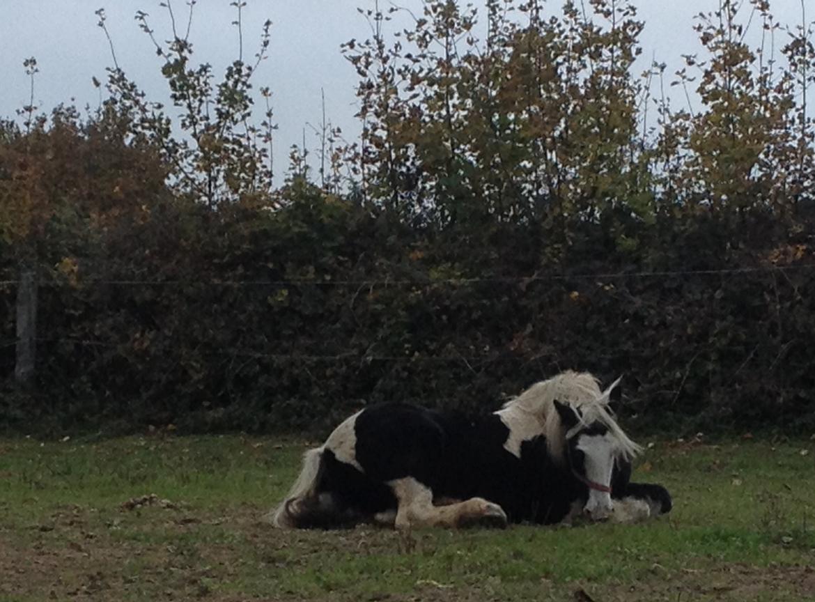 Irish Cob Irish Blue Lady billede 1