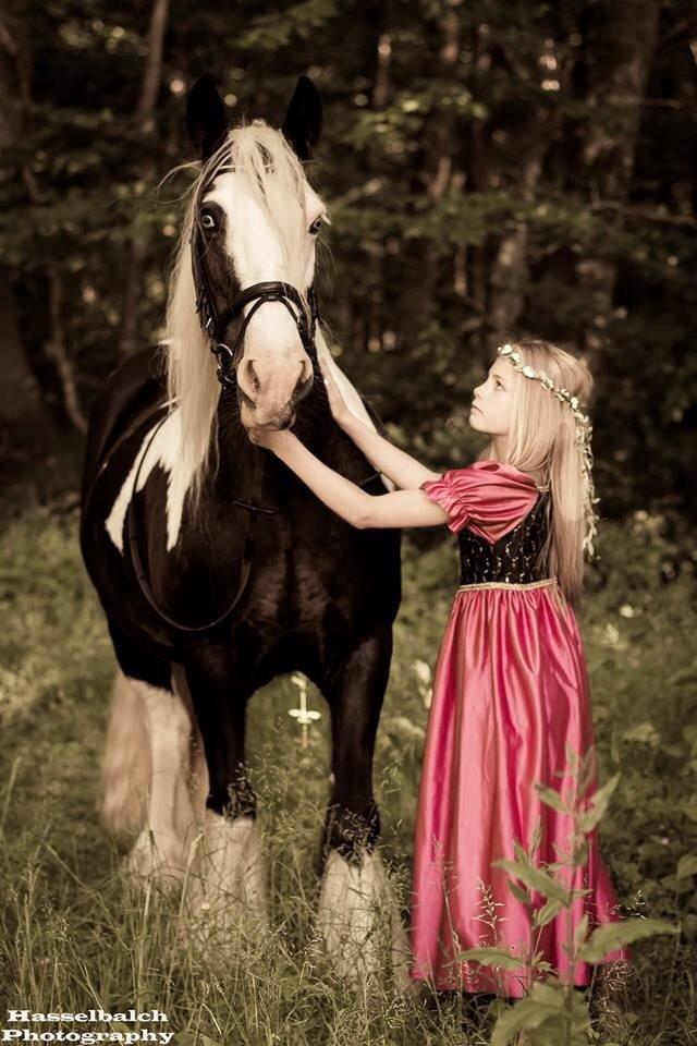 Irish Cob Irish Blue Lady billede 2