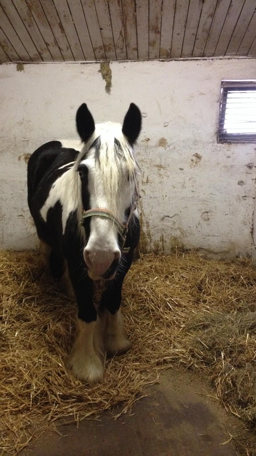 Irish Cob Irish Blue Lady billede 4