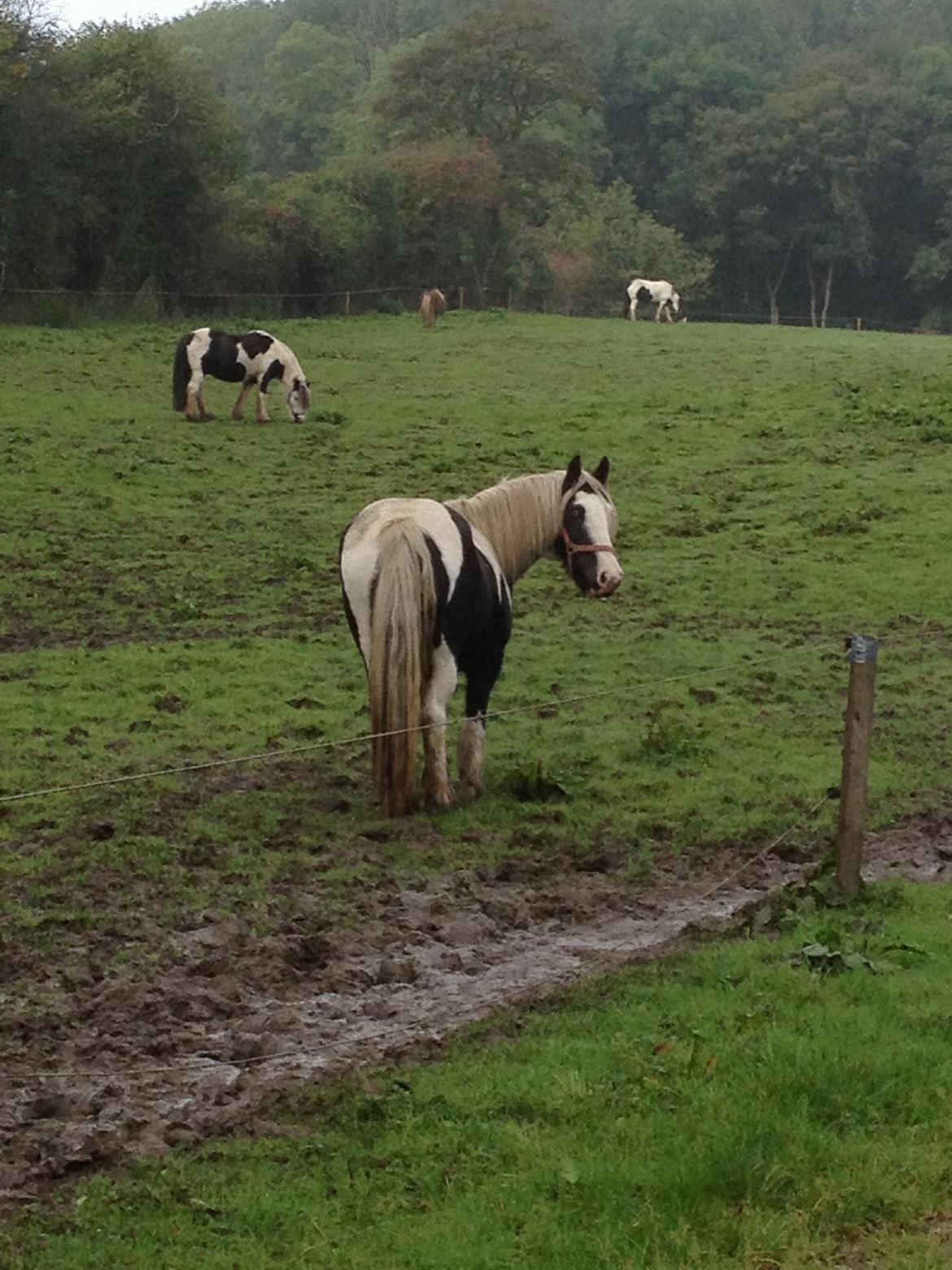 Irish Cob Irish Blue Lady billede 6